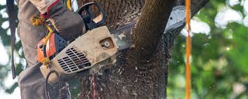 Tree and Shrub Care in Wilton, CA